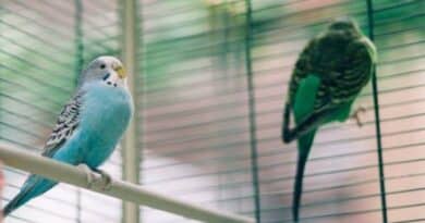 uccelli che possono stare in gabbia