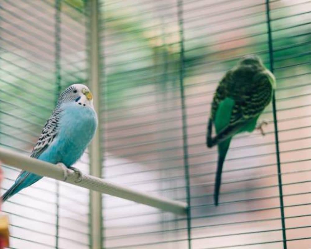پرندے جنہیں پنجرے میں بند کیا جا سکتا ہے۔