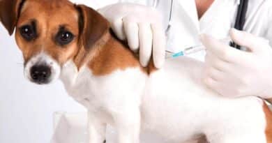 Principali vaccini per animali domestici