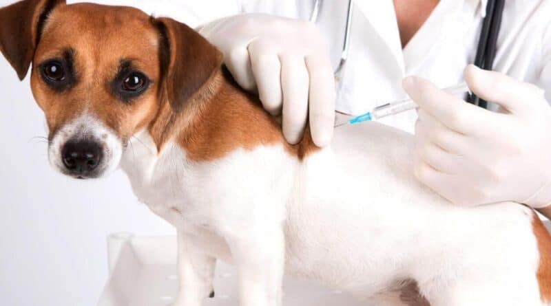 Principali vaccini per animali domestici
