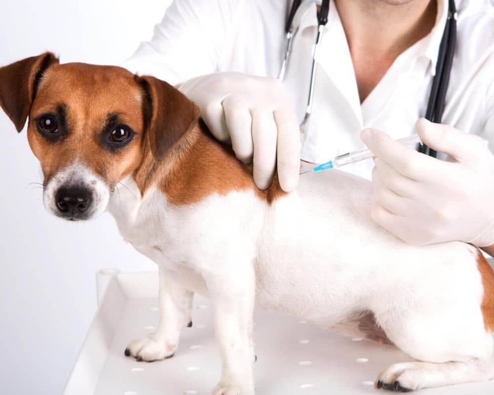 Główne szczepionki dla zwierząt domowych