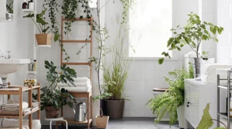 piante per arredare casa
