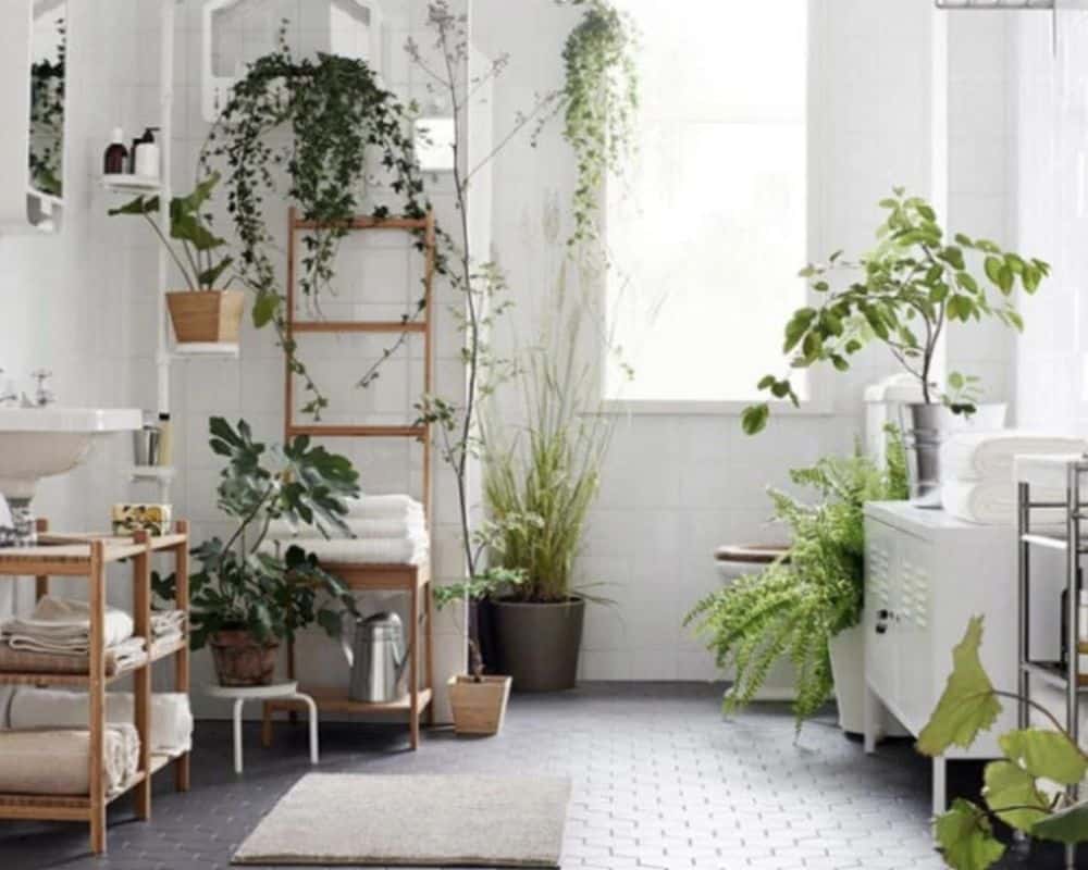 plants to decorate your home