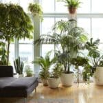 How to recover an almost lifeless plant