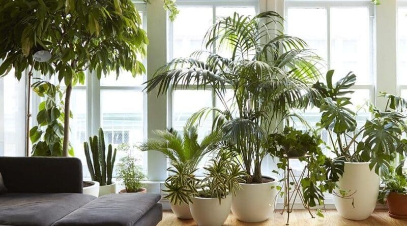 Le migliori piante da appartamento