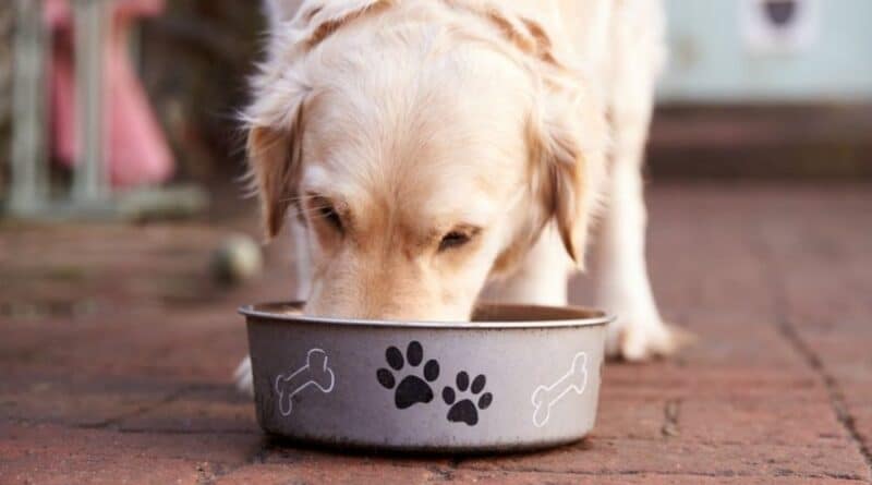Tipi di alimentazione per cani
