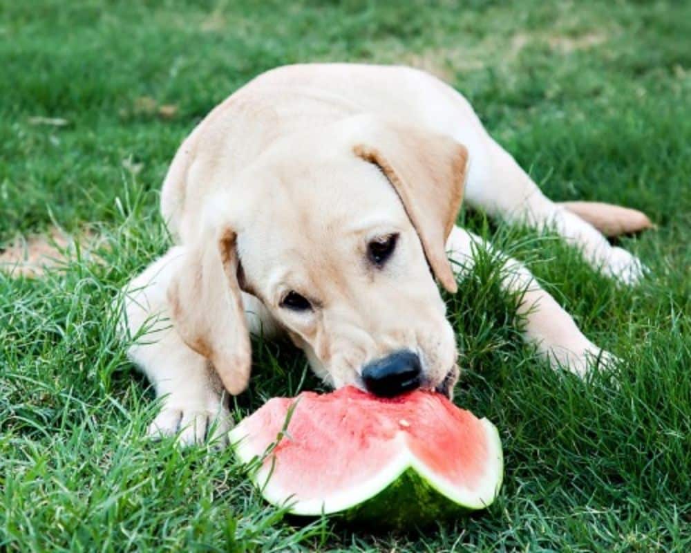 Which fruit can pets eat
