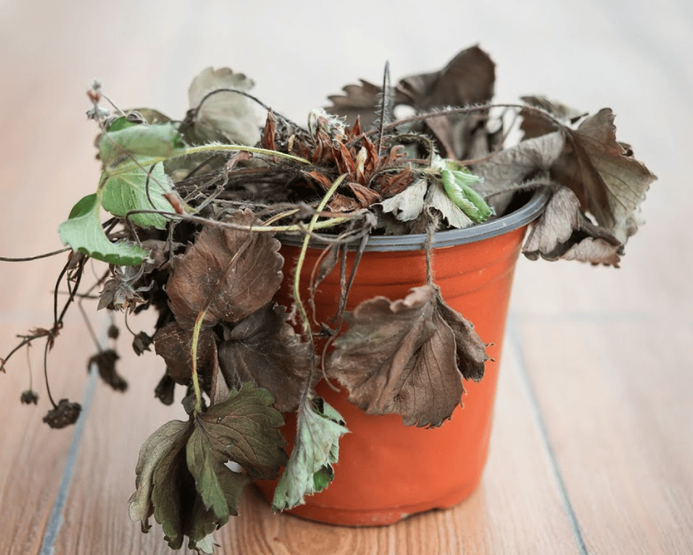 Як відновити майже мертве рослина