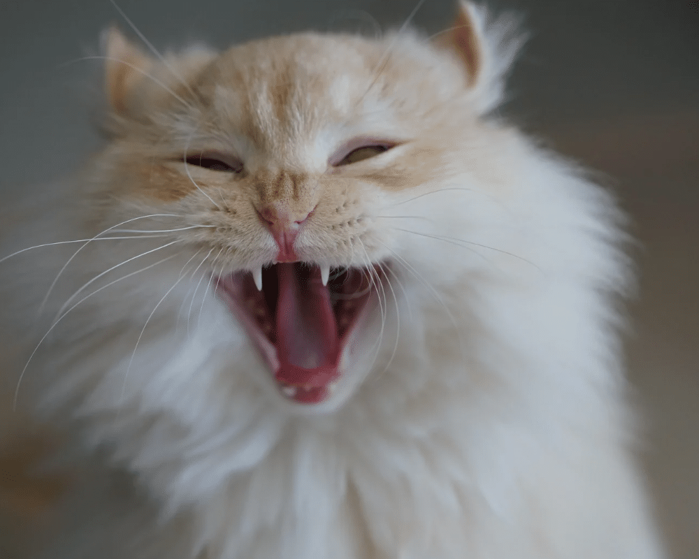 Top 10 fun facts about cats